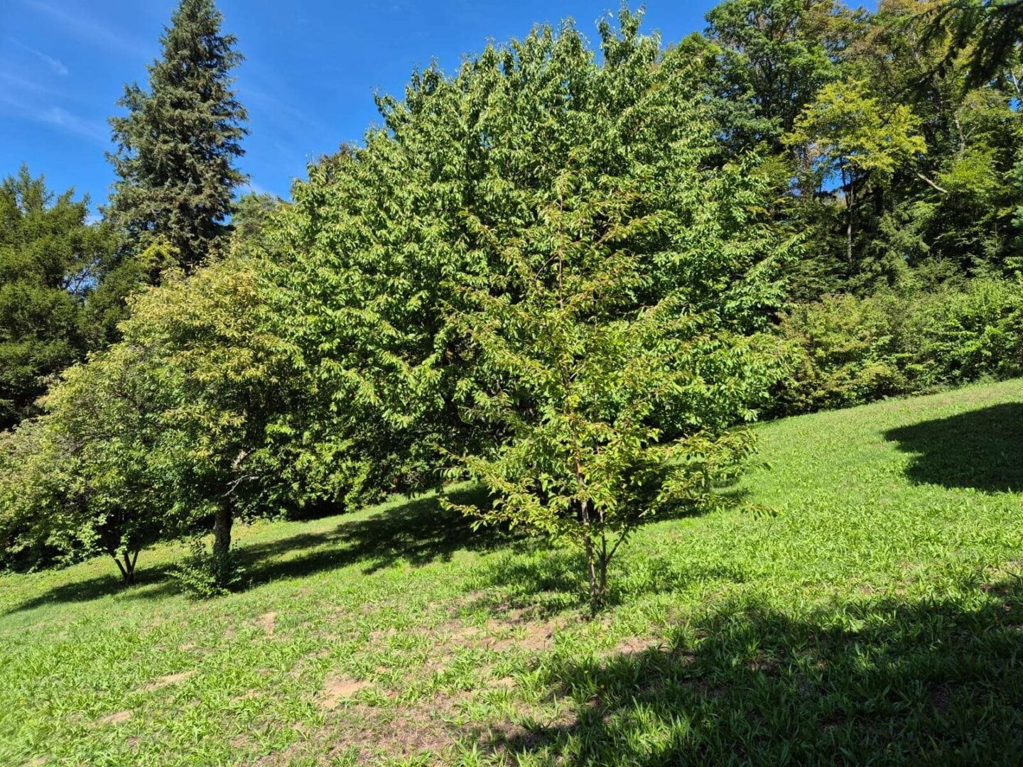 Großer Garten