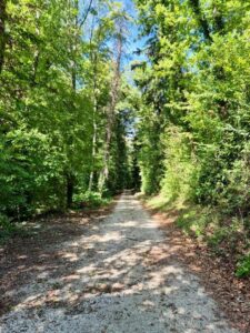 Waldweg direkt am Haus